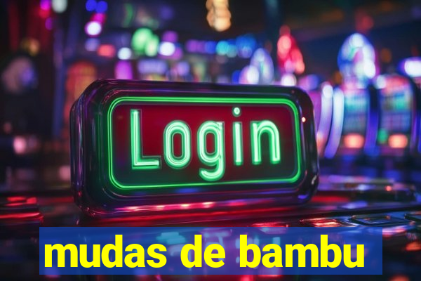 mudas de bambu